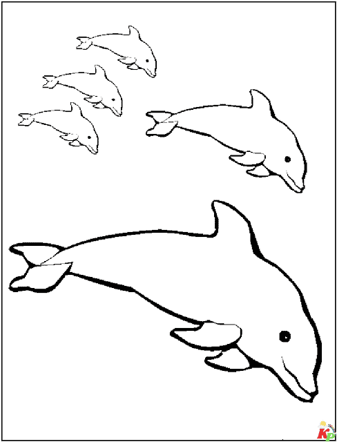 Dolfijn4