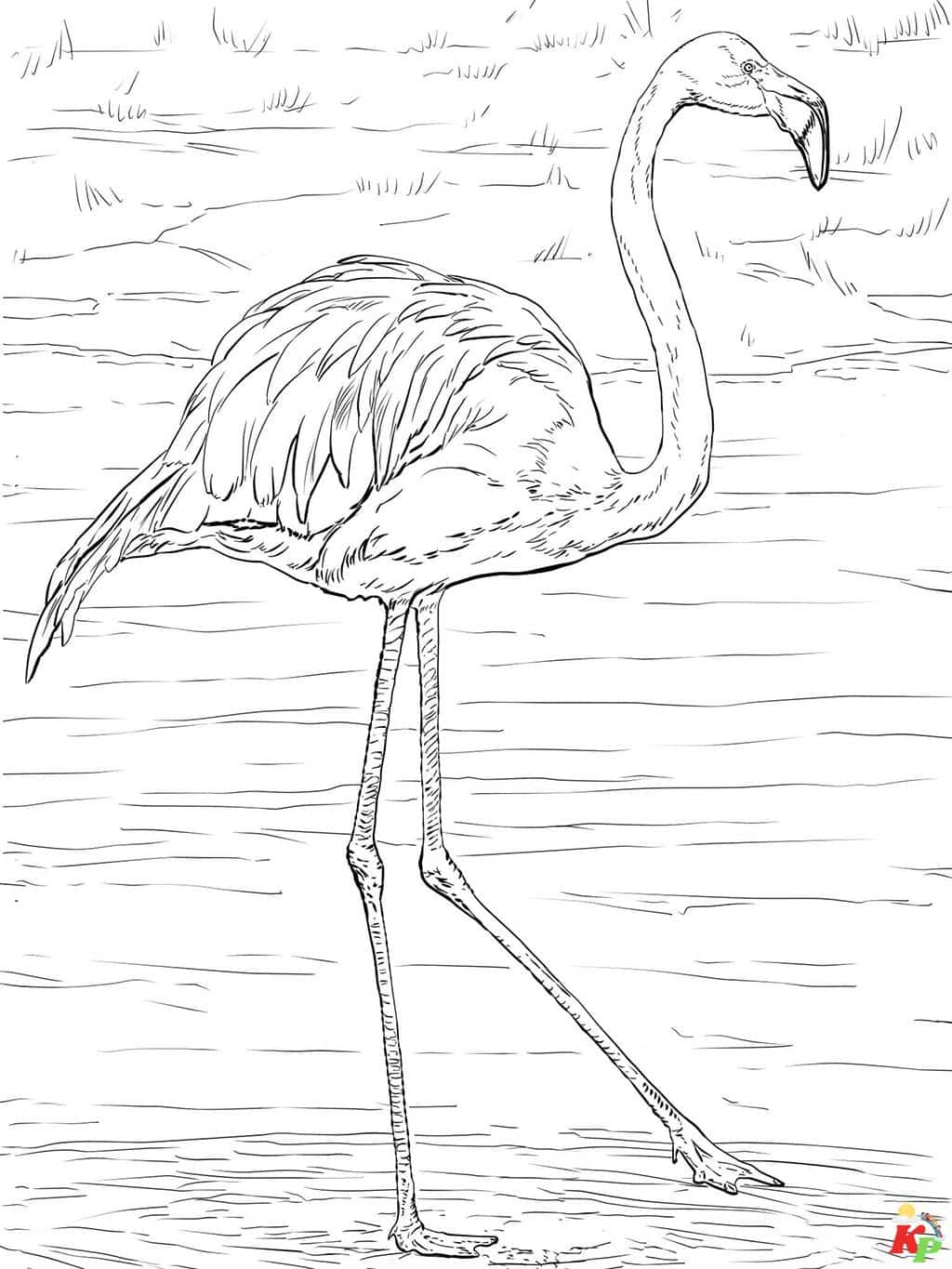 Flamingo22