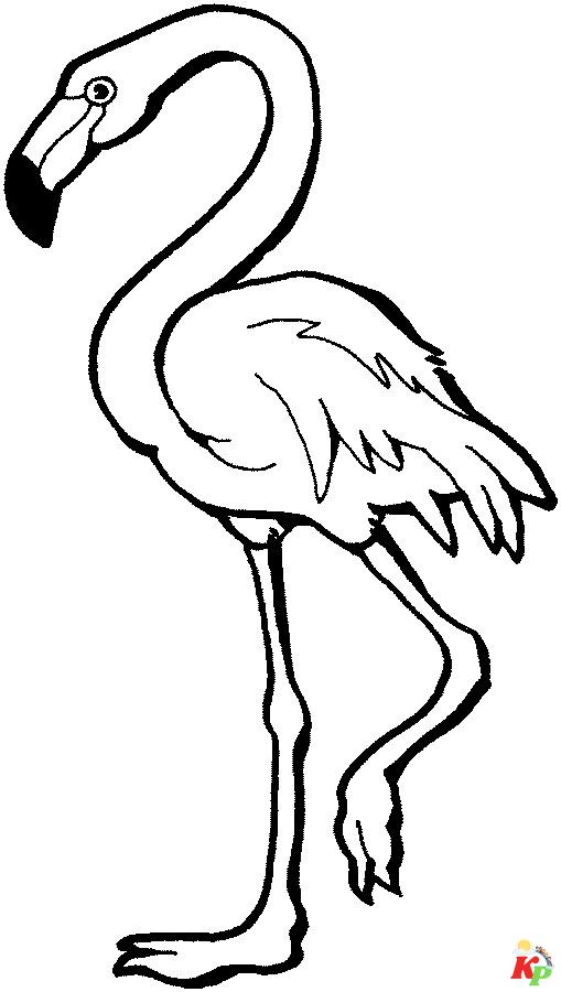 Flamingo21