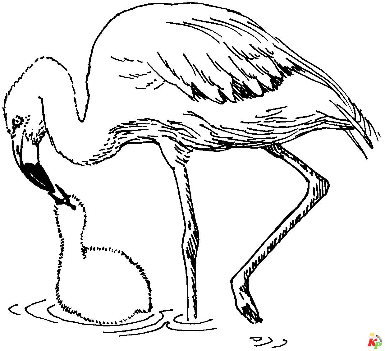 Flamingo20