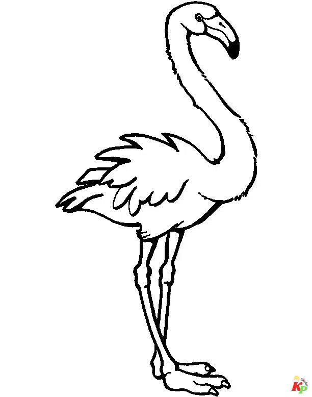 Flamingo19