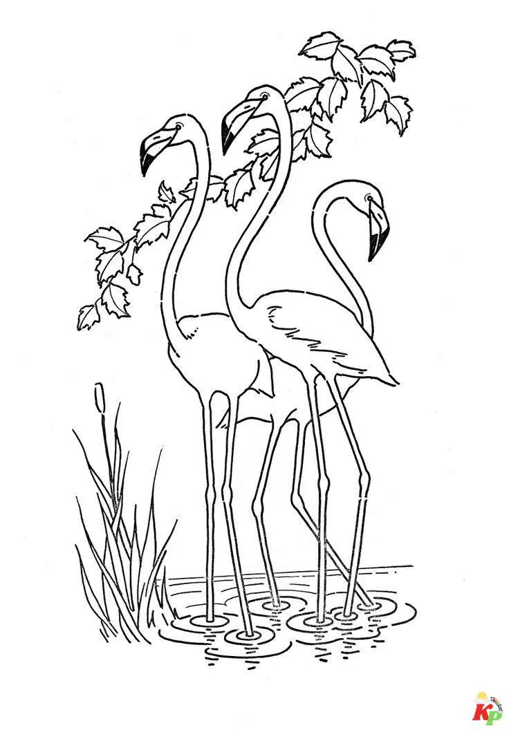 Flamingo18