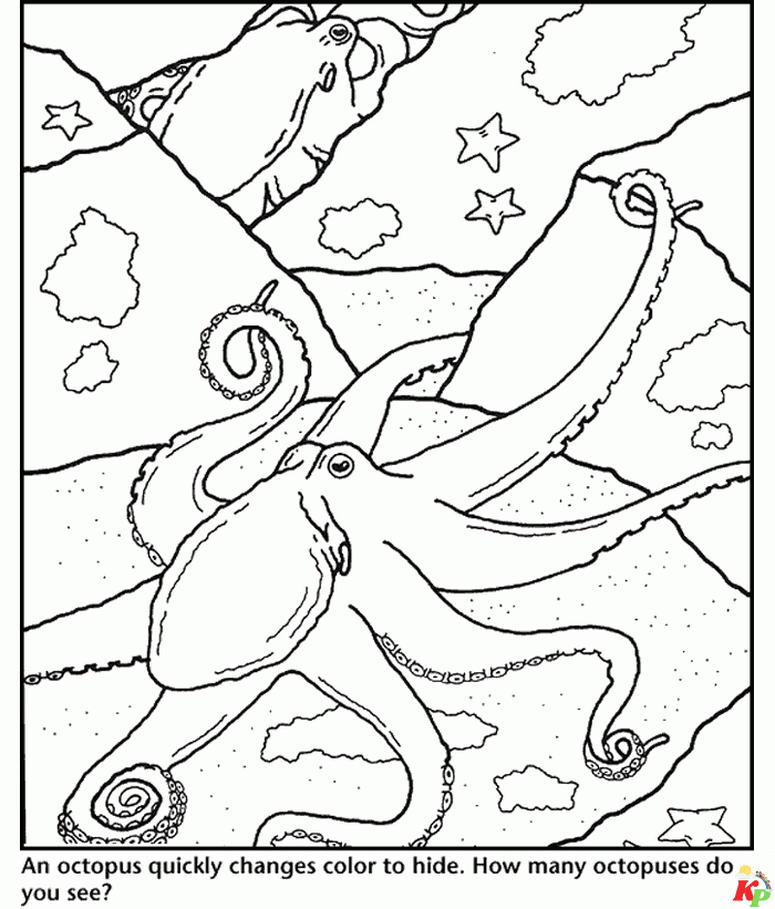 Octopus15