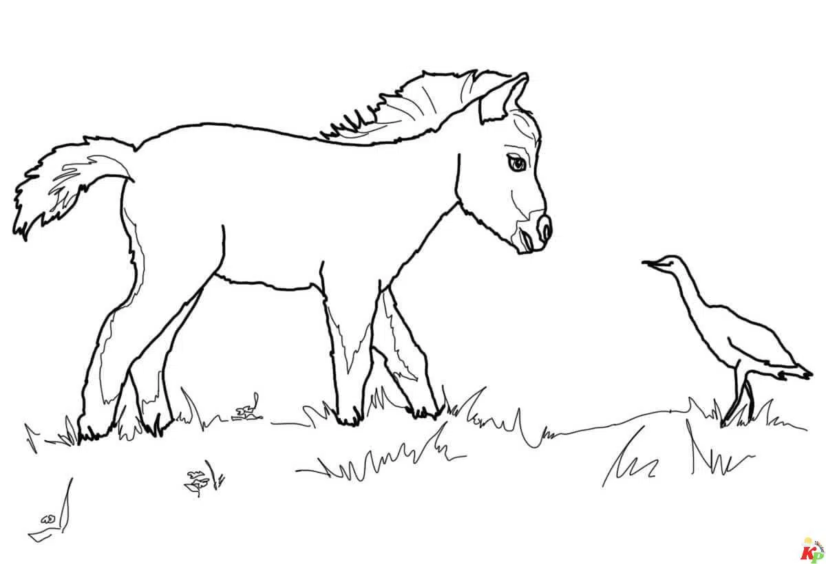 Paarden10
