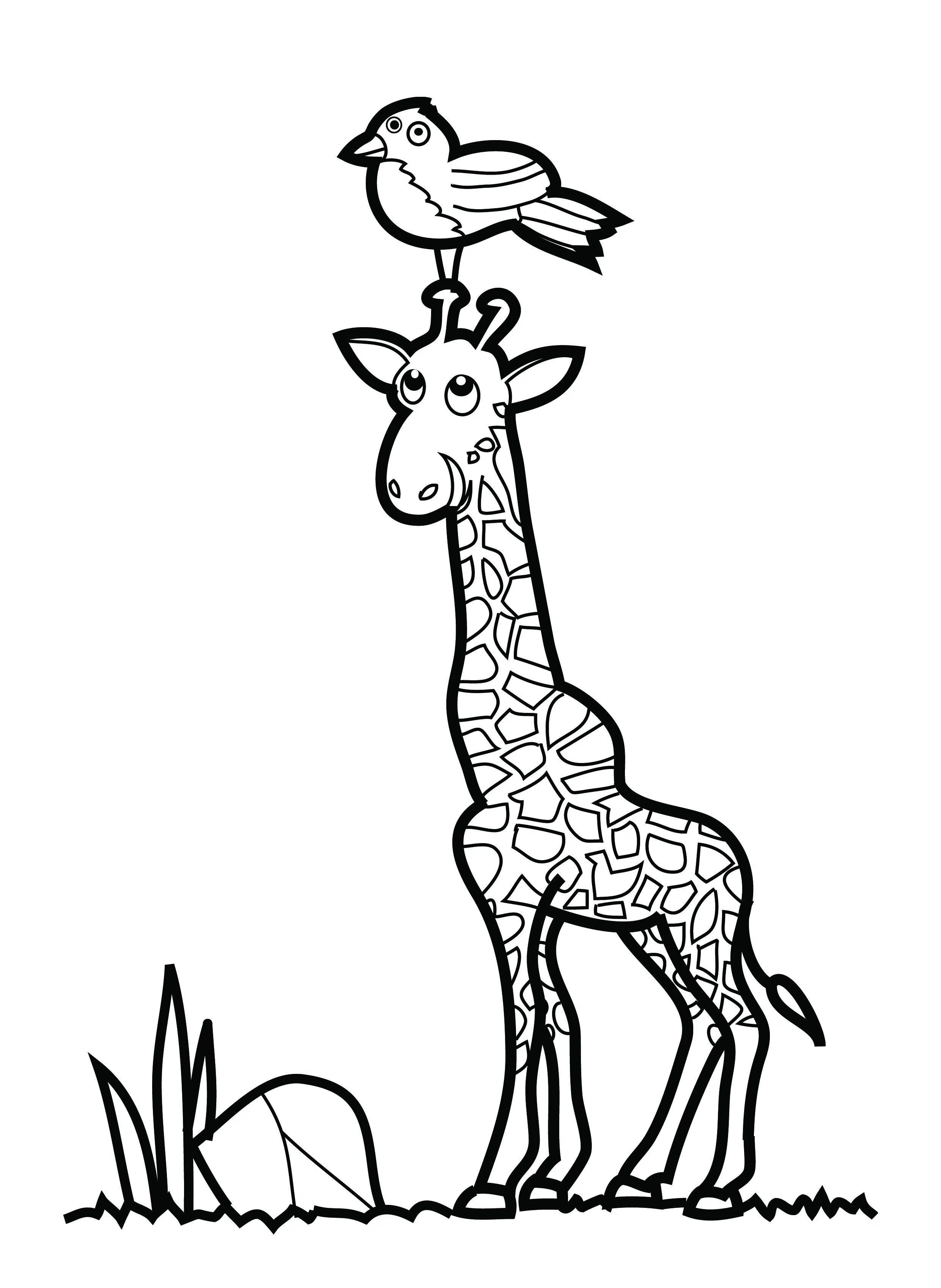Giraffe 12