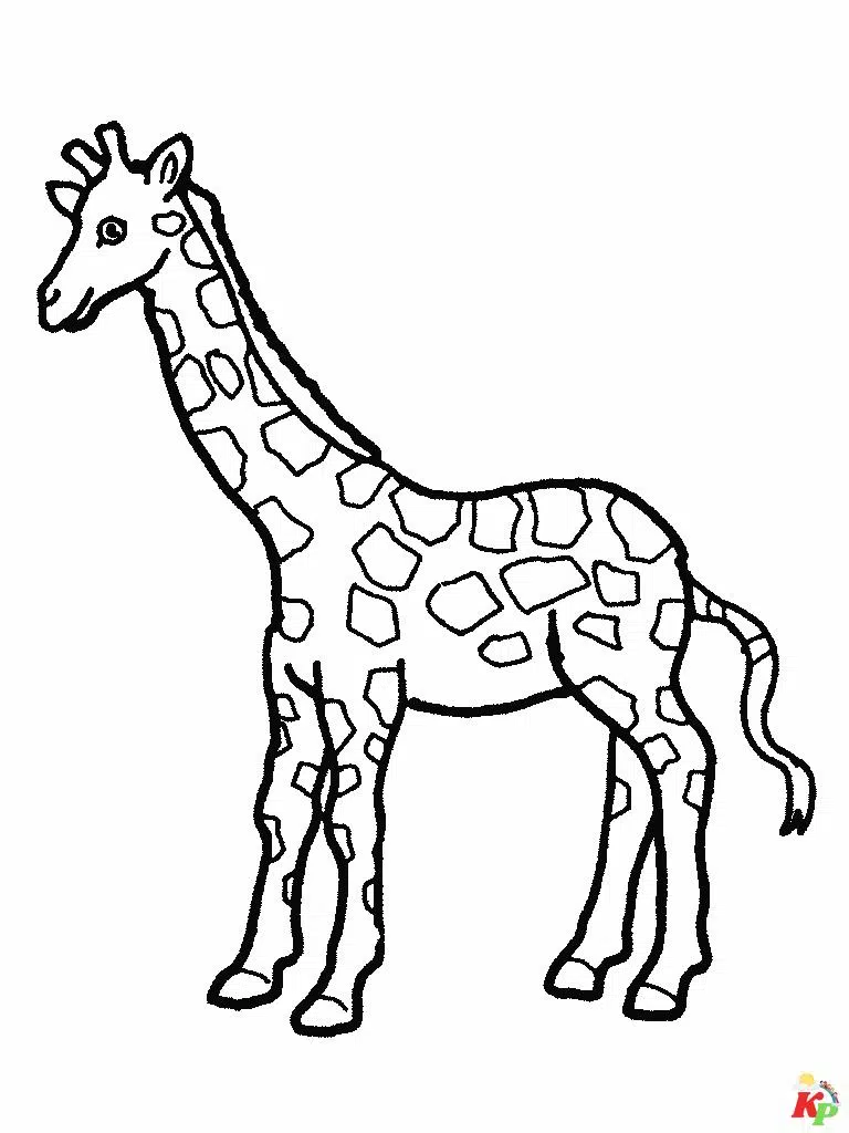 Giraffe 14