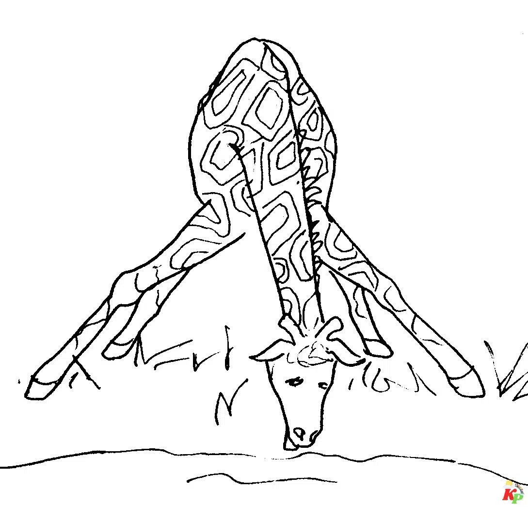 Giraffe 15