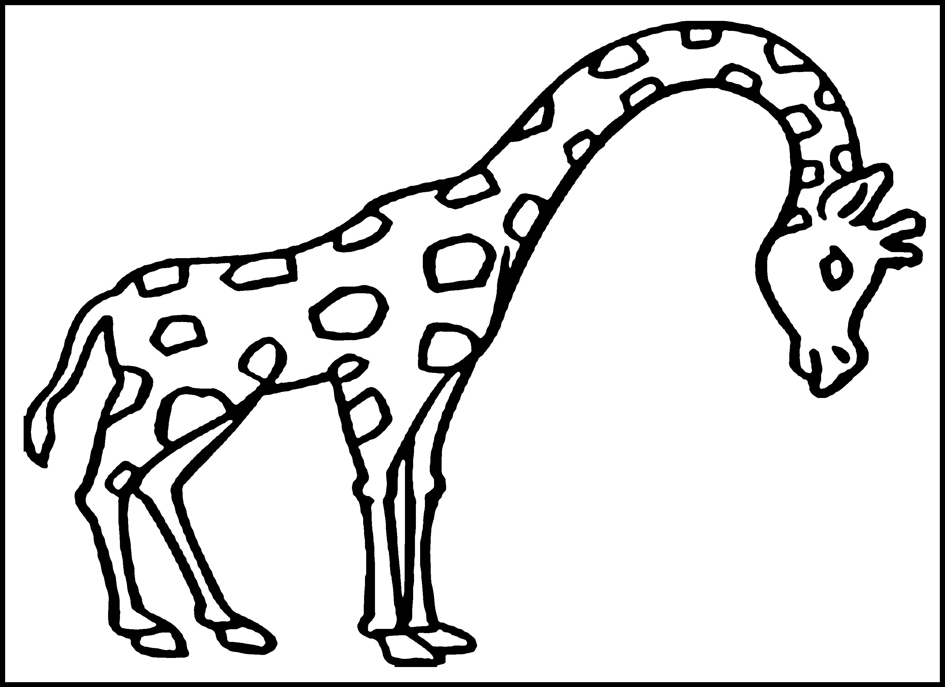Giraffe 17