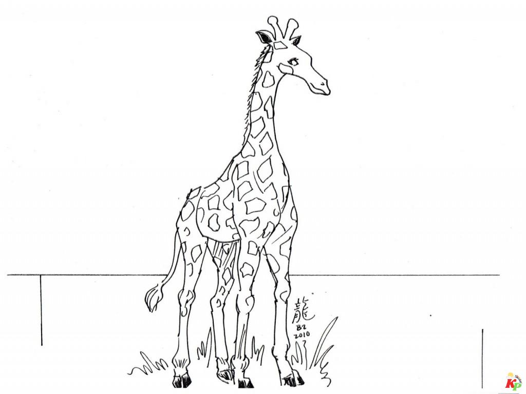 Giraffe 19