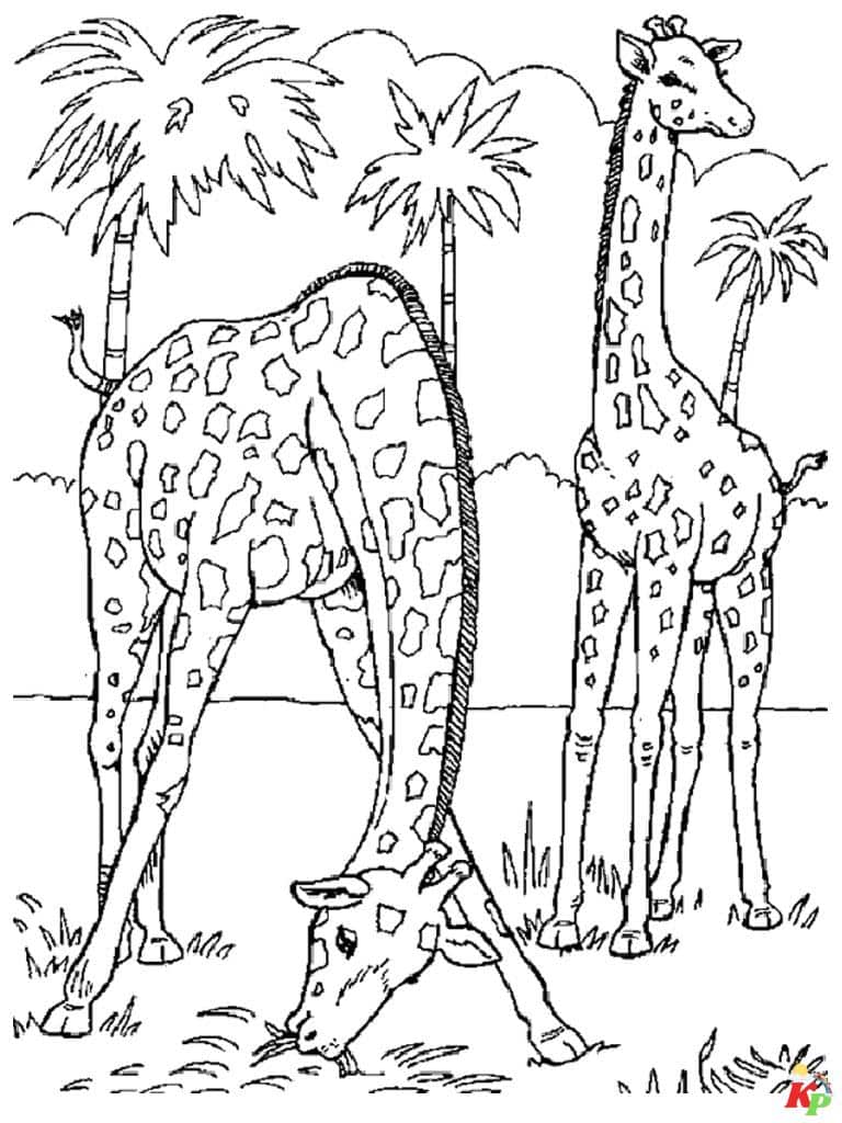 Giraffe 23