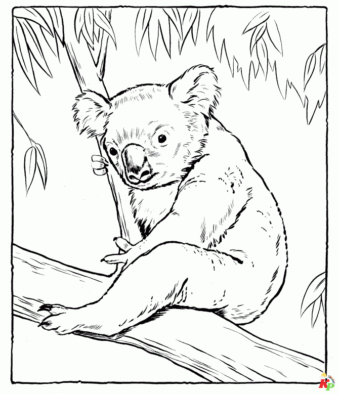 Koala 18