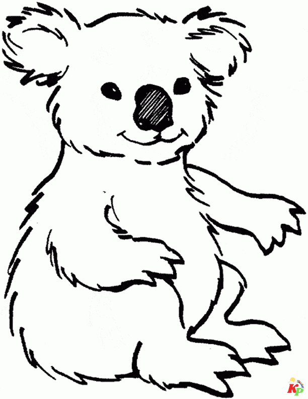 Koala 19