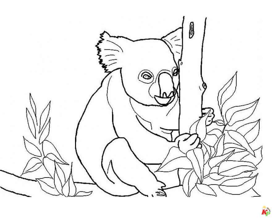 Koala 20