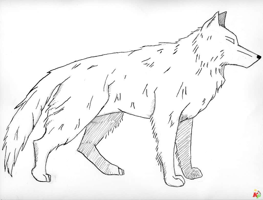 Wolf 14