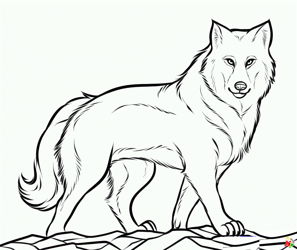 Wolf 20