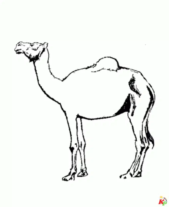 Kameel06