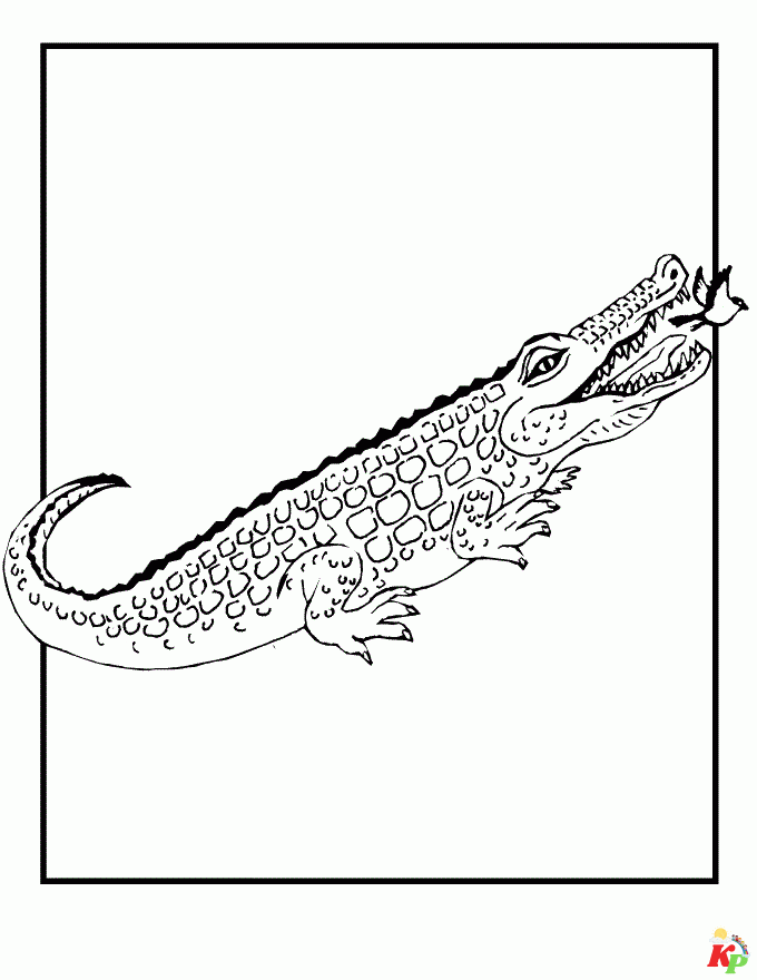 Krokodil01