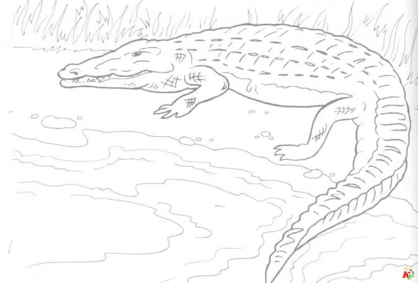 Krokodil03