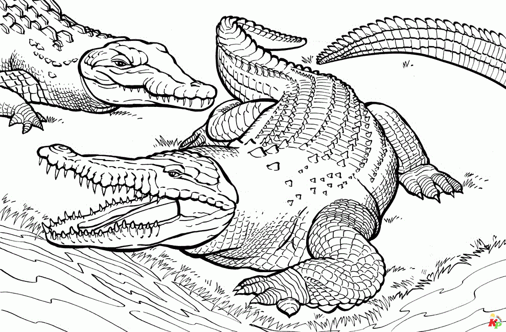Krokodil05