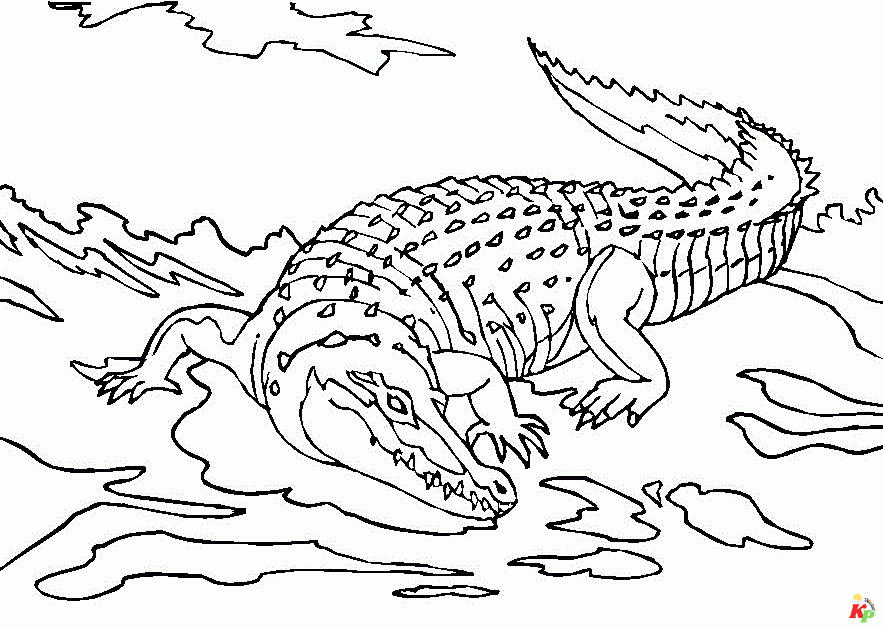 Krokodil09