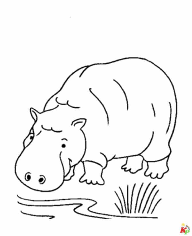 Nijlpaard (3)