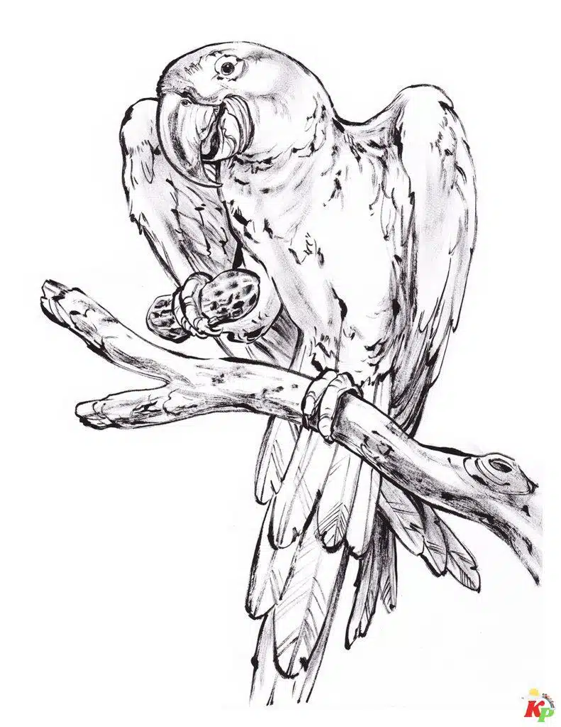 Papegaai03