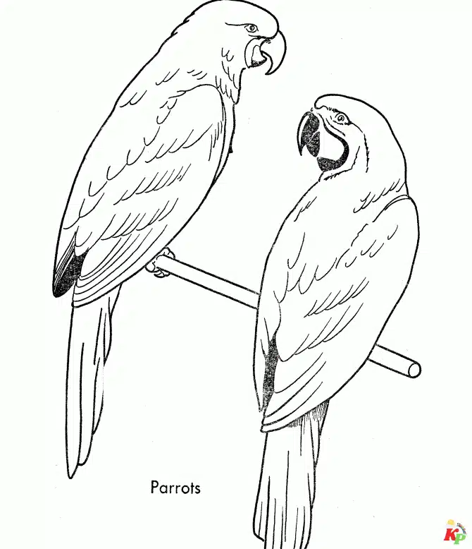 Papegaai04