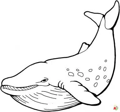 Walvis05