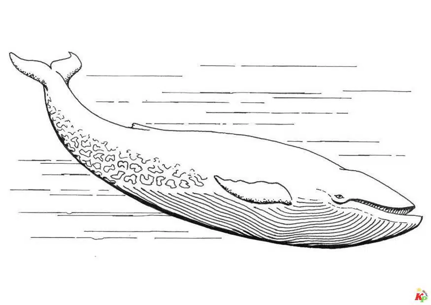 Walvis11