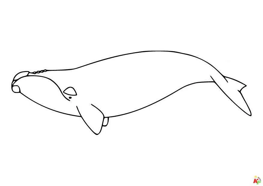Walvis15