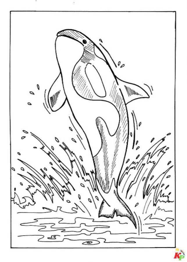 Walvis17
